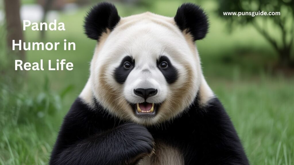 Panda Humor in Real Life
